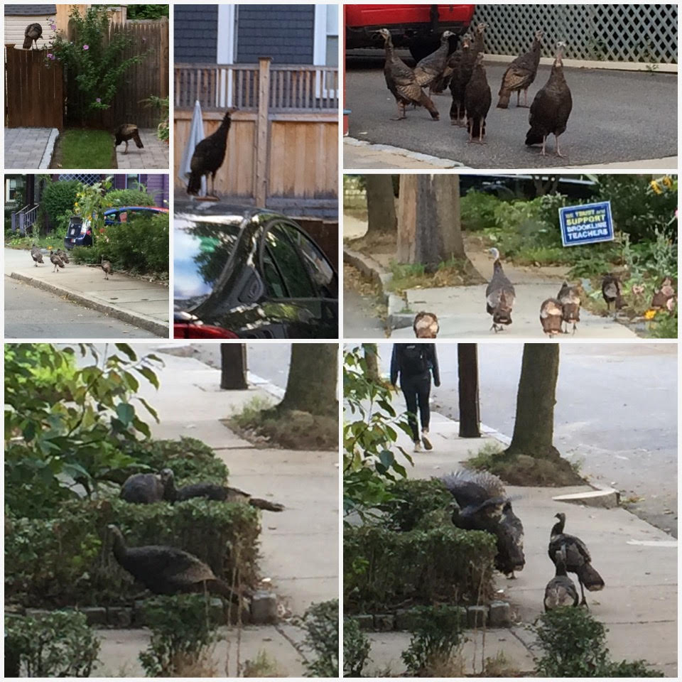 The Turkeys of&nbsp;Brookline