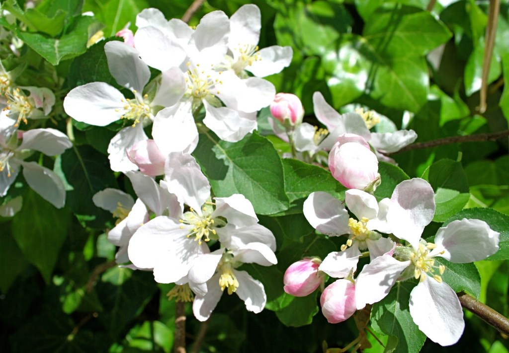 Oh How They&nbsp;Blossom©