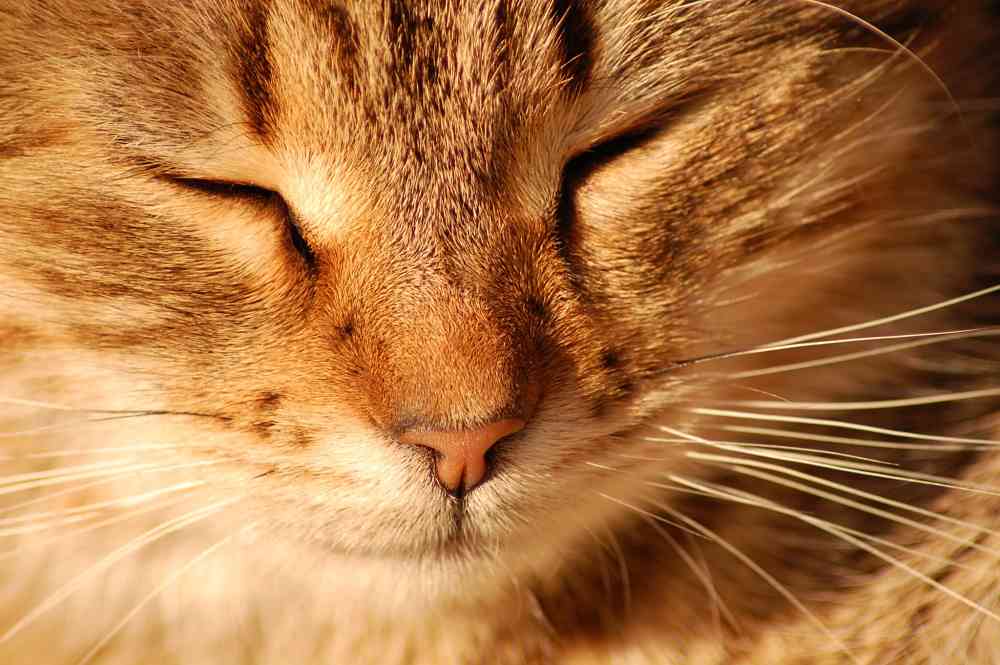 My Faithful Companion