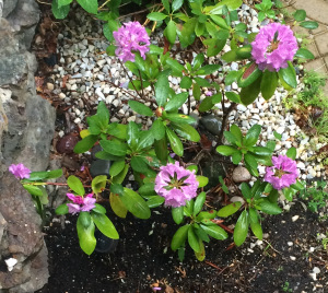 To Bloom Or Not To&nbsp;Bloom©