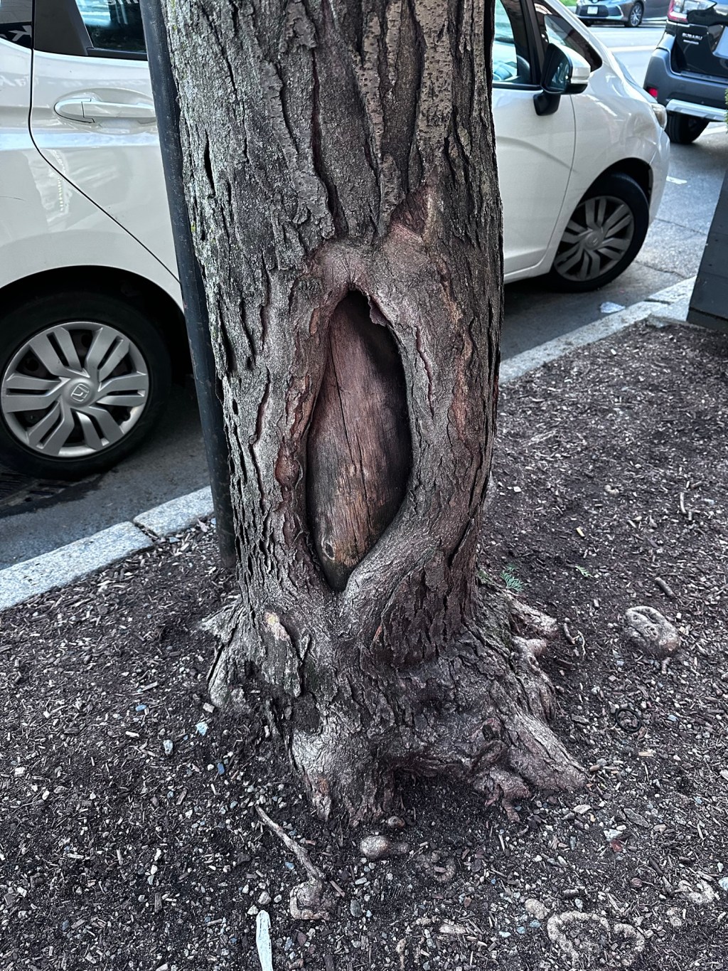 The Eternal Dance of Life”©️ by Felina Silver, Photo titled “Life”©️ by Felina&nbsp;Silver